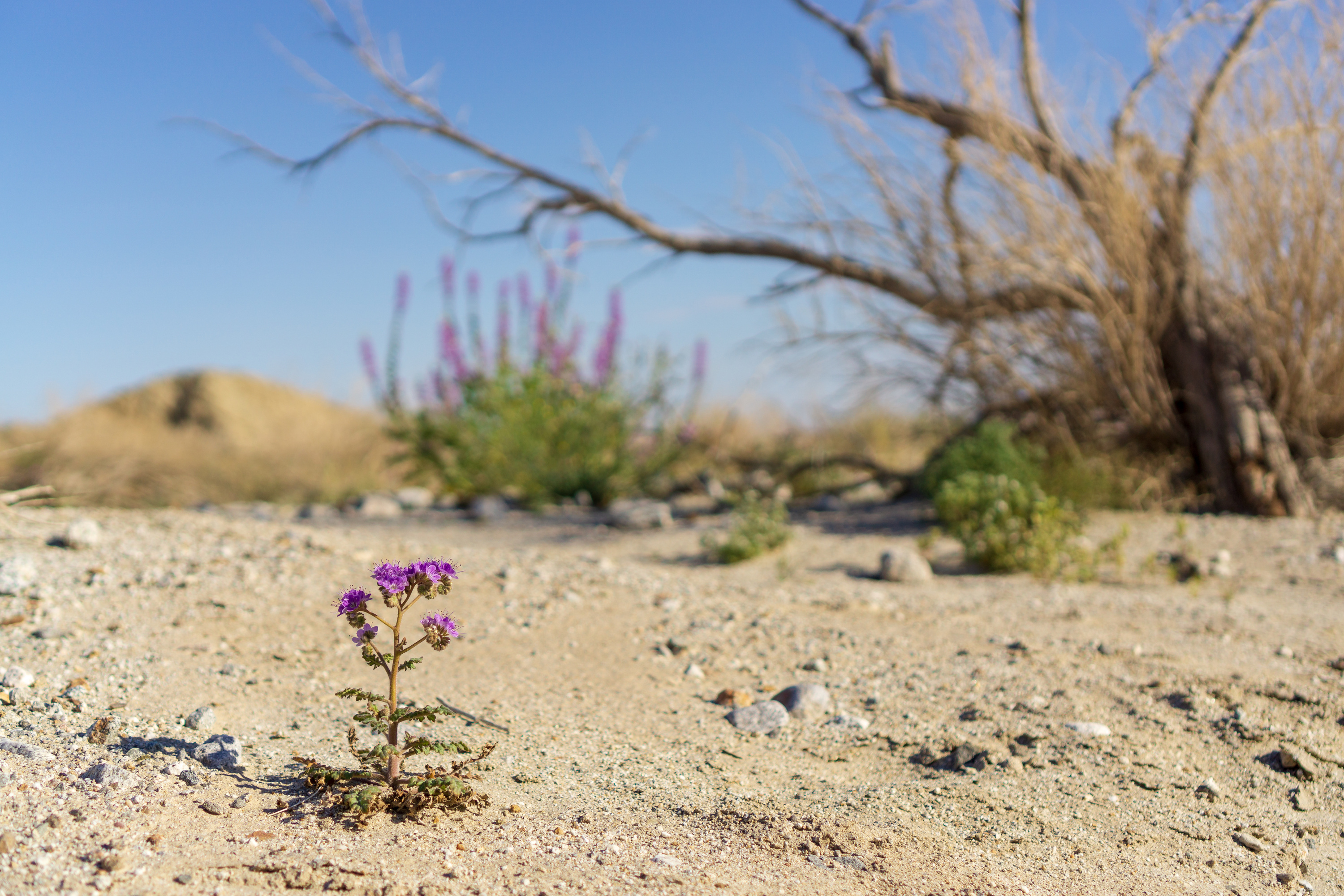 A small purple flower grows in the middle of the desert.
