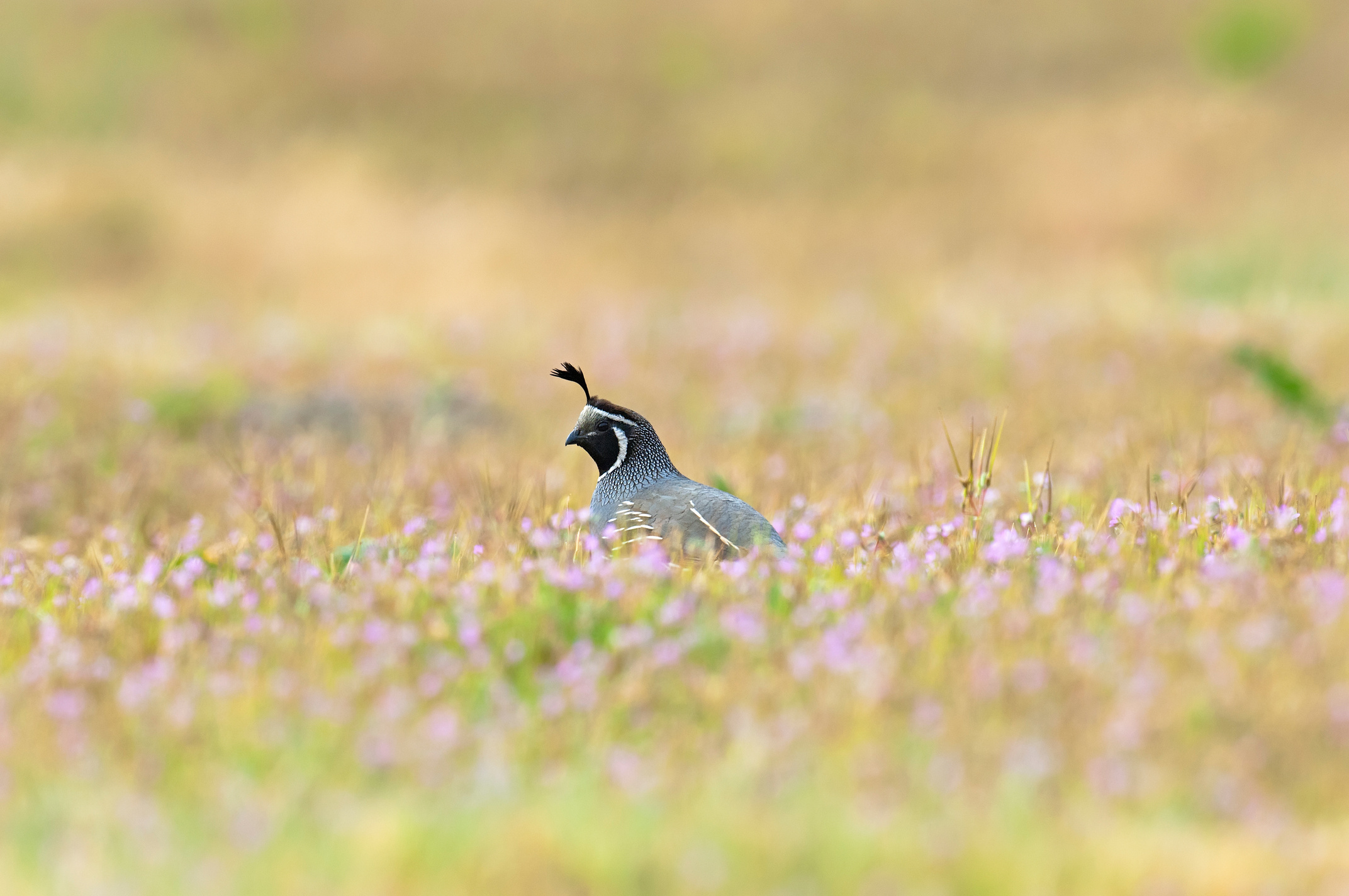 A California quail is standing in a field of purple flowers.
